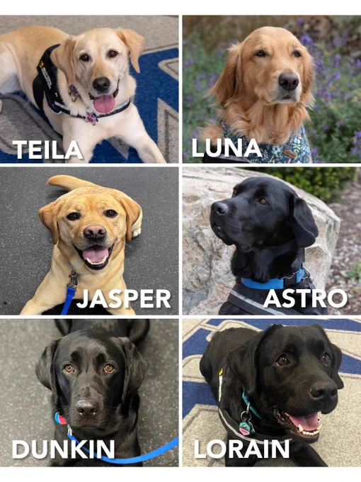 A photo collage of six school facility dogs: Teila, a yellow lab; Luna, a golden retriever; Jasper, a yellow lab; and Astro, Dunkin, and Lorain, all black labs.