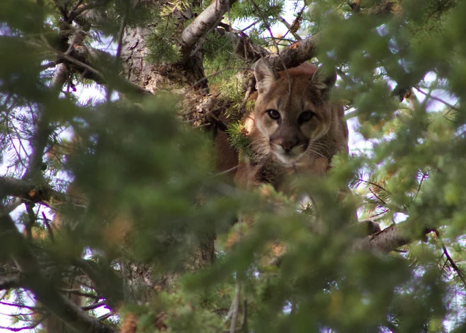 The face of a cougar is peering out from the branches of a pine tree.