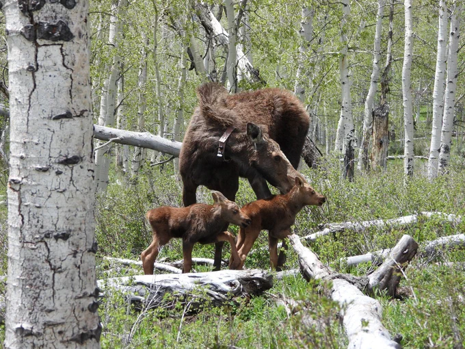 A large moose — wearing a GPS collar — is accompanied by two small moose in an aspen grove.
