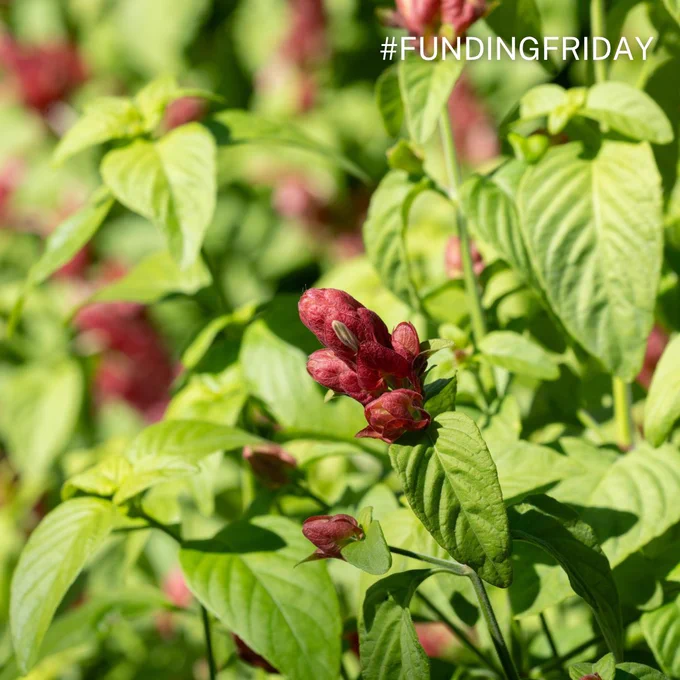 Close-up of a green plant with vibrant red flower buds in sunlight, surrounded by lush foliage. Text in the top right corner reads "#FundingFriday"