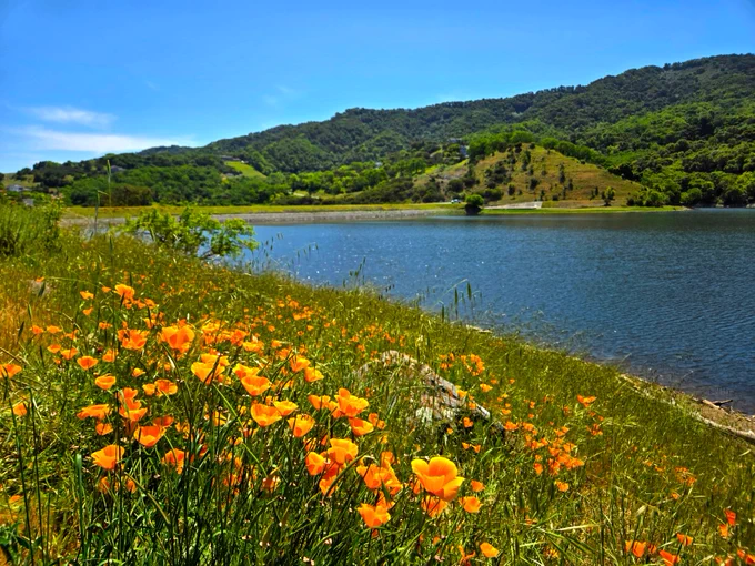 A scenic landscape featuring vibrant orange poppies in the foreground, a calm lake, with rolling green hills and a clear blue sky in the background.