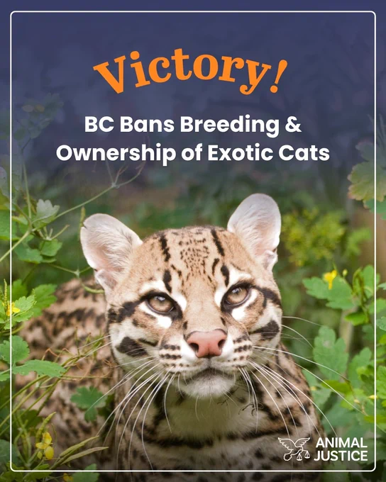 A spotted exotic cat lies among green foliage. Text reads: "Victory! BC Bans Breeding & Ownership of Exotic Cats." The Animal Justice logo is in the bottom right corner.