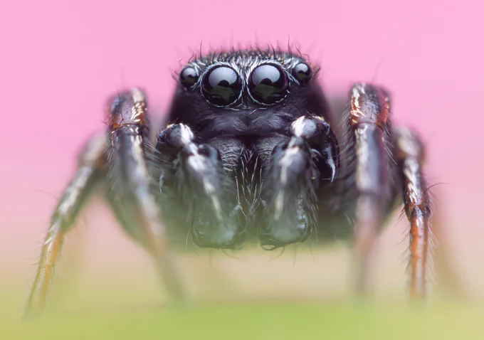 Close up face shot of a jumping spider, revealing the large, round anterior eyes. The spider is mainly black with orange on the tips of the legs and a few short, white hairs.