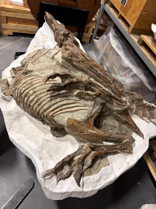 An amazing complete skeleton of the tyrannosaurid Gorgosaurus (TMP 1999.33.1 ) in the collections of the Tyrrell Museum. This specimen is notable for a number of reasons, especially for having a complete gastral basket (that is, belly ribs called gastralia).