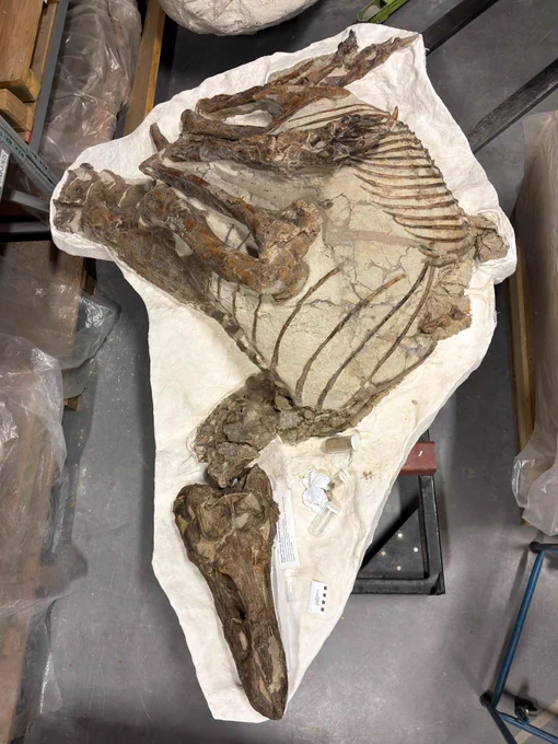 An amazing complete skeleton of the tyrannosaurid Gorgosaurus (TMP 1999.33.1 ) in the collections of the Tyrrell Museum. 