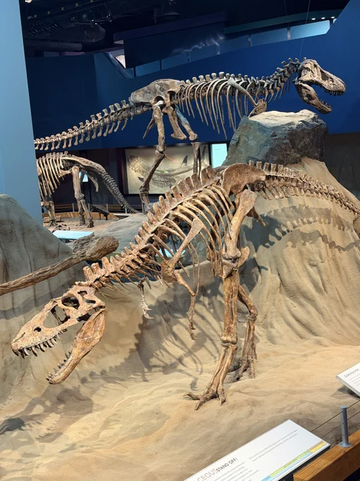 I had a full day in the exhibits on Monday when the Tyrrell Museum is closed to the public. I was able to climb into several exhibits to study original fossil specimens, but also take some great photos of the wonderful exhibits without museum patrons in the way.