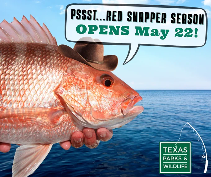 Hands hold red snapper. A cowboy hat is superimposed on it. Speech bubble says, pssst...red snapper season opens May 22