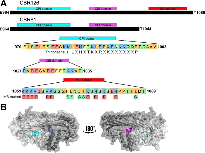 Figure 1. Domain architecture of the CP-binding region (CBR) of human CARMIL1.