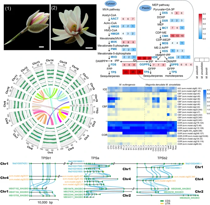 Panel of morphological and genomic data figures from a chromosome-level genome assembly study in Magnolia sinostellata.