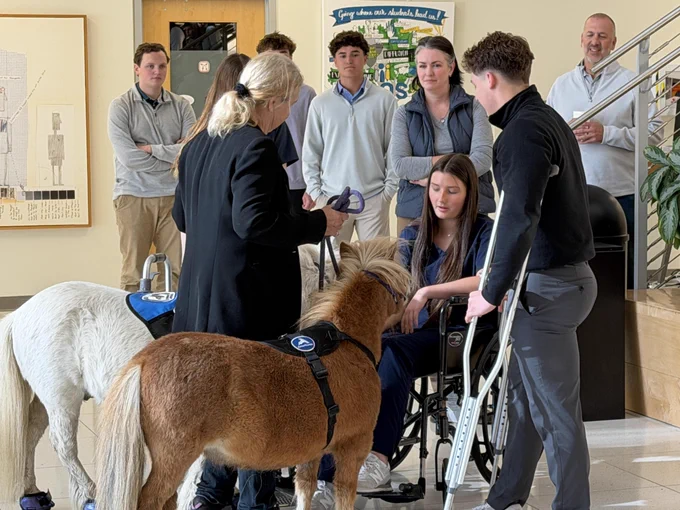 A group of people, including a person in a wheelchair, interacting with two miniature horses in what appears to be a school or office setting.