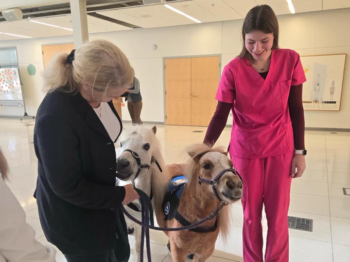 Three people in medical attire interacting with two miniature horses in a training session for therapy.