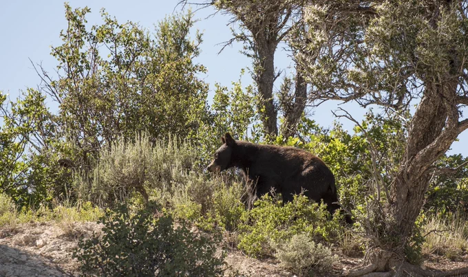 A bear is roaming through thick shrubs and brush on a hillside.