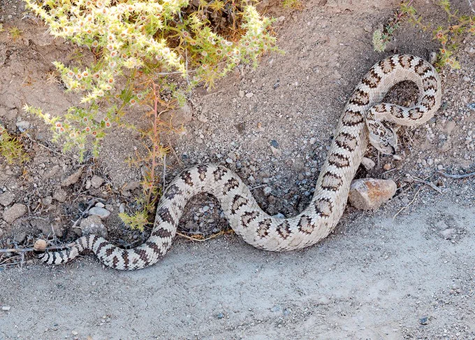 A tan-and-brown snake with distinctive markings on its back — and a rattle on its tail — is on rocky dirt below a flowering plant.