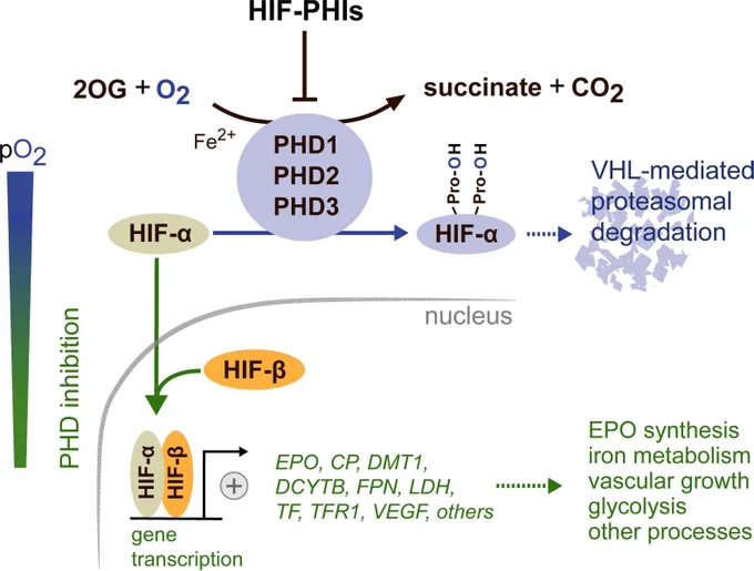 Reversible HIF activation by pharmacological HIF-prolyl-hydroxylase inhibition. Schematic overview of hypoxia-inducible factor (HIF) regulation. The oxygen-sensitive HIF-α subunit is continuously synthesized and rapidly degraded under normoxic conditions. Proteasomal degradation of HIF-α is initiated by prolyl hydroxylase domain (PHD) dioxygenases and mediated by the von Hippel-Lindau (VHL)-E3-ubiquitin ligase complex. PHD dioxygenases, PHD1, PHD2 and PHD3 utilize molecular oxygen and 2-oxoglutarate (2OG) as substrates to hydroxylate the oxygen-sensitive HIF-α subunit at specific proline residues (Pro), with PHD2 being the main regulator of HIF activity in most cells.
