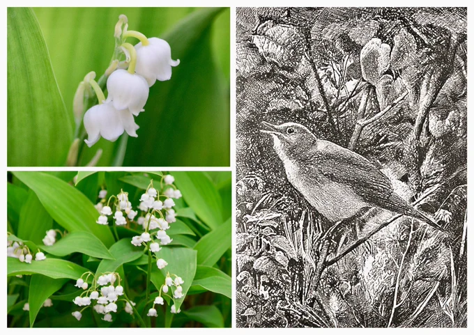 Collage of lily-of-the-valley (Convallaria majalis): top, a close-up of white, bell-shaped blooms on arching stems; below, clusters of flowers among broad green leaves. Alongside, a vintage illustration of a nightingale singing among foliage, from the book Chants d’oiseaux by E. Rambert.