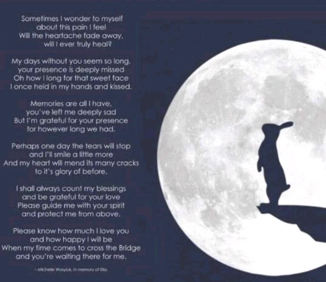The image is of a rabbit stood on it's back legs on a sticking out cliff, silhouetted by the moon, the background of the image is dark blue. There is text that reads: sometimes I wonder to myself about this pain I feel well the heartache fade away will I ever truly heal? My days without you seem so long your presence is deeply missed oh how I long for that sweet face I once held in my hands and kissed. Memories are all I have you've left me deeply sad but I'm grateful for your presence for however long we had. Perhaps one day the tears will stop and I'll smile a little more and my heart will end its many cracks to its glory of before. I shall always count my blessings and be grateful for your love please guide me with your spirit and protect me from above. Please know how much I love you and how happy I will be when my time comes to cross the bridge and you're waiting there for me.