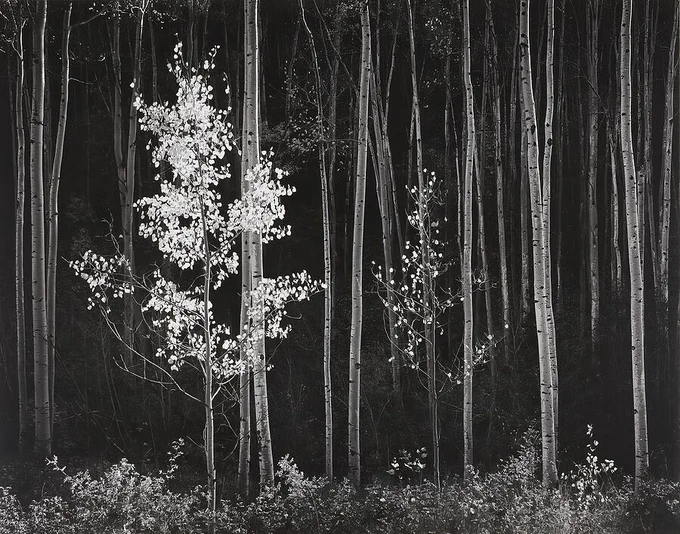 A stand of tall aspen trees rises in soft, even light, their pale trunks contrasting against a dark forest backdrop. Two young aspens in the foreground glow with bright, reflective leaves, creating a striking focal point against the shadowed woods. 

Follow this link for more Ansel Adams images:
https://tinyurl.com/FASBlogAAdms