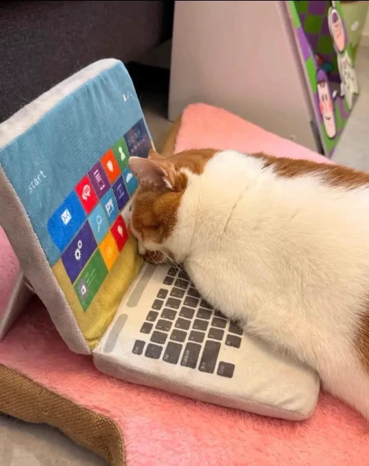 A cat sleeping on a plush cat toy designed to look like a Windows Laptop.