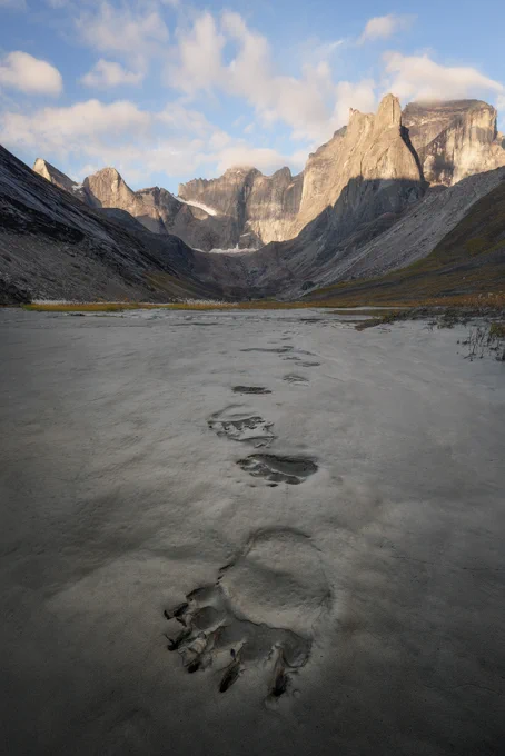 Large grizzly bear tracks in the sand and silt, lead away from mountains in the background. 