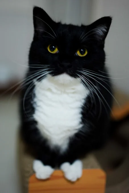 A black-and-white cat sitting upright and looking at the camera