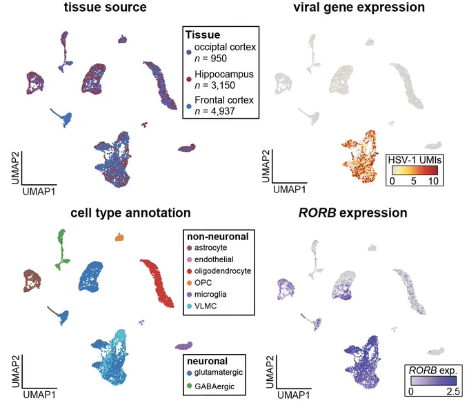 https://www.biorxiv.org/content/10.64898/2026.04.29.721769v1