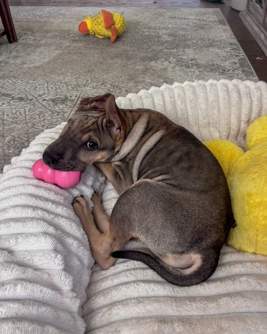 Close up image of Tyson Jost's new foster puppy Linguine laying in her bed 