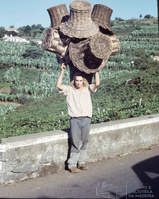 📸 Baskets for the Grape Harvest  
Estreito de Câmara de Lobos | Late 20th century.

An image that says so much about strength, tradition, and hard work in Madeira.

With impressive skill, this man balances a remarkable load of wicker baskets — the classic baskets used during the grape harvest. They were carried this way, on the head and shoulders, along the island’s paths and levadas, often from the steepest vineyards down to the wine presses or roads.

Estreito de Câmara de Lobos, with its green slopes famous for grape production (especially Malvasia and other varieties), was the setting for this scene for many decades.

Today, mechanization and modern transport have made the work much easier, but this photograph preserves the memory of a time when human strength and ingenuity were the main tools of the harvest.

Huge respect for those who worked (and still work) the land this way 🇵🇹

Photo: Arquivo e Biblioteca da Madeira