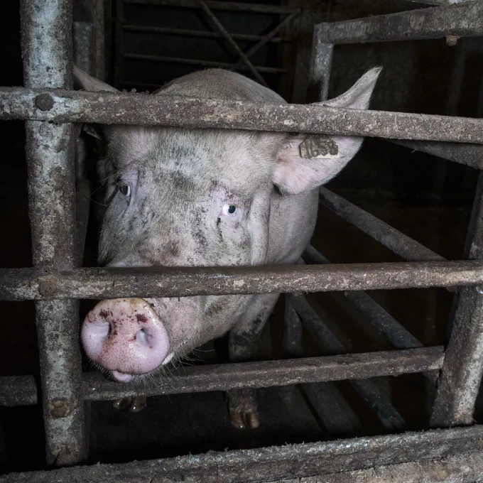 Pig in gestation crate