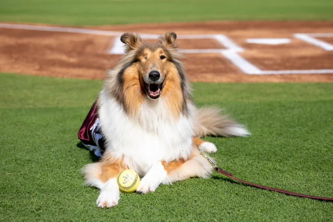 A fluffy collie, Texas A&M mascot, Reveille, is lying on a baseball field with a banana ball placed near its front paws. The collie is wearing a maroon blanket. In the background, the baseball diamond's dirt and baselines are visible under bright sunlight.
