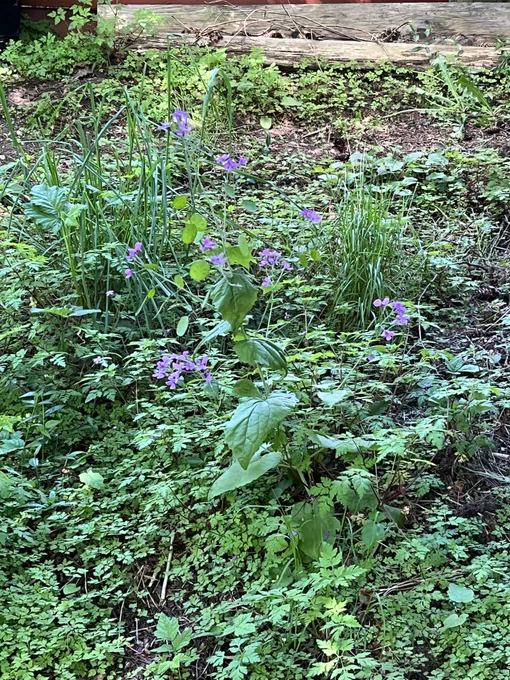 Green plants with purple flowers growing atop them