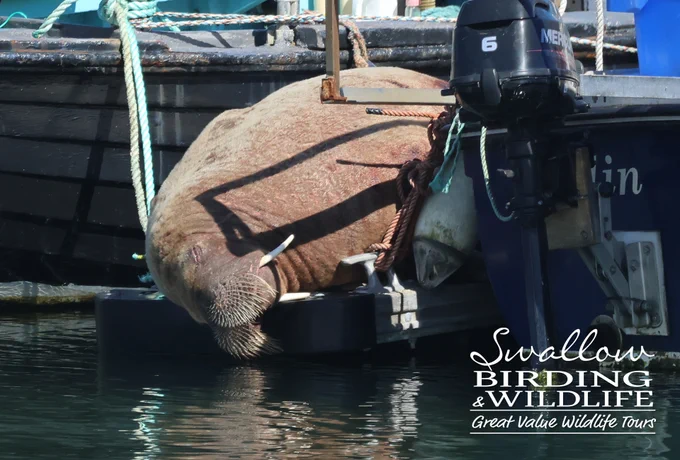 Walrus