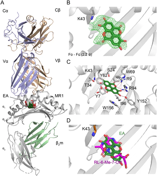 Molecular presentation of EA by MR1. (A) Cartoon representation of the A-F7 TCR-MR1-EA complex (MR1: gray, β2m: light green, A-F7 TCRα: light blue, A-F7 TCRβ: wheat). EA is depicted as spheres (dark green). (B) Fo-Fc electron density map (2.2σ level) of bound EA depicted as a green mesh. EA is shown as green sticks. (C) Molecular interactions of MR1 with EA. Hydrogen bonds are depicted as red dashes. (D) Superposition of MR1 presenting EA (dark green) and RL-6-Me-7-OH (magenta). The Lys43 residue of MR1 presenting EA and RL-6-Me-7-OH is depicted as gray and orange sticks, respectively.