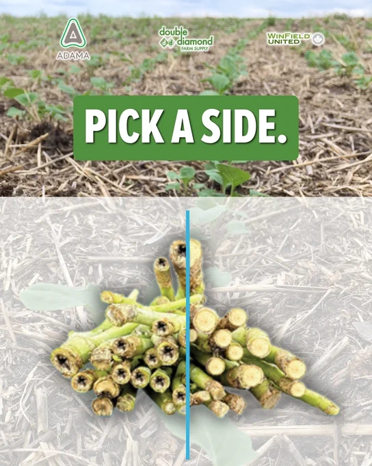 Field with young plants at the top, and a close-up of plant stalk cross-sections at the bottom, showing healthy and damaged examples. Logos for ADAMA, double diamond FARM SUPPLY, and WINFIELD UNITED are present. Text reads "PICK A SIDE."