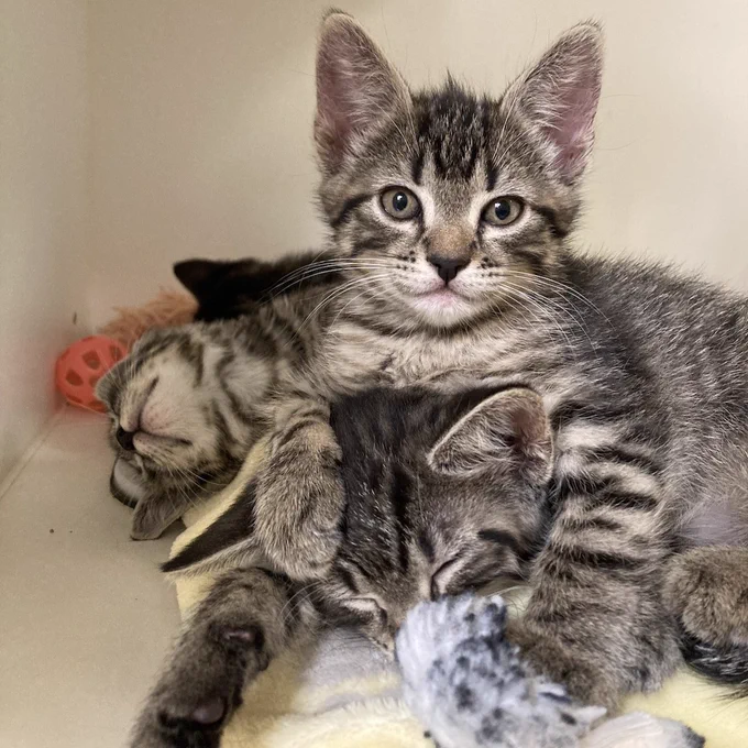 A pair of kittens snuggling in the adoption kennels