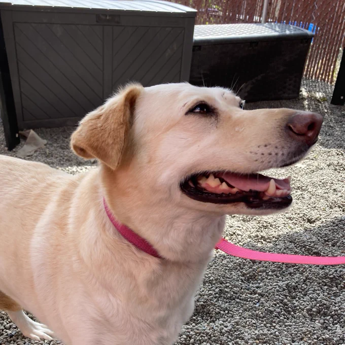 Maya, a dog adopted in September 2025