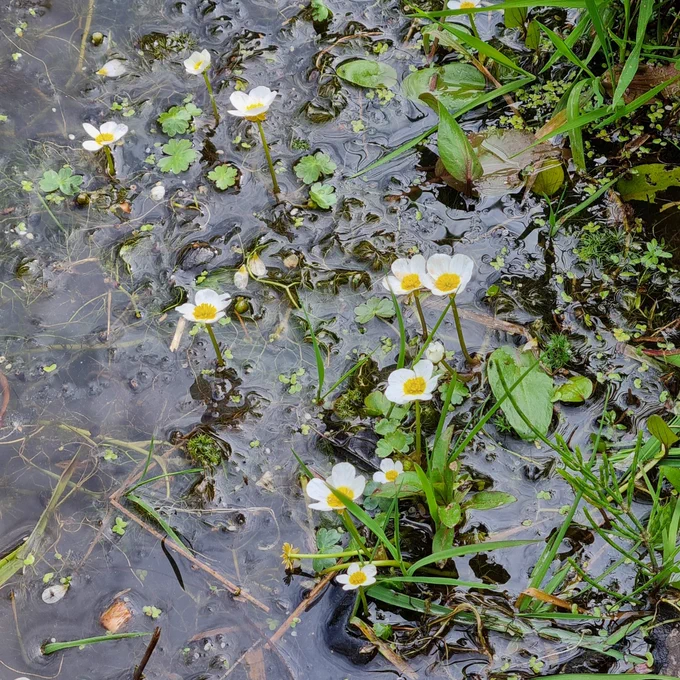 Background is water of pond. Held above the water, large white petalled flowers with yellow centres. Delicate finely divided leaves under the water, stouter, flatter ones like buttercup at the surface 