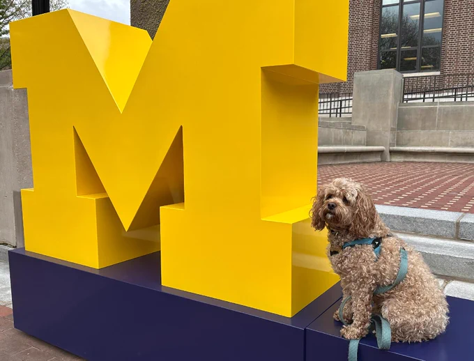 Curly-haired dog sitting next to a giant block M.