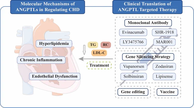 ANGPTLs regulate lipid metabolism and inflammation—key drivers of atherosclerosis. Emerging therapies (mAbs, siRNA) show promising lipid-lowering effects. Are we approaching a new therapeutic frontier?
