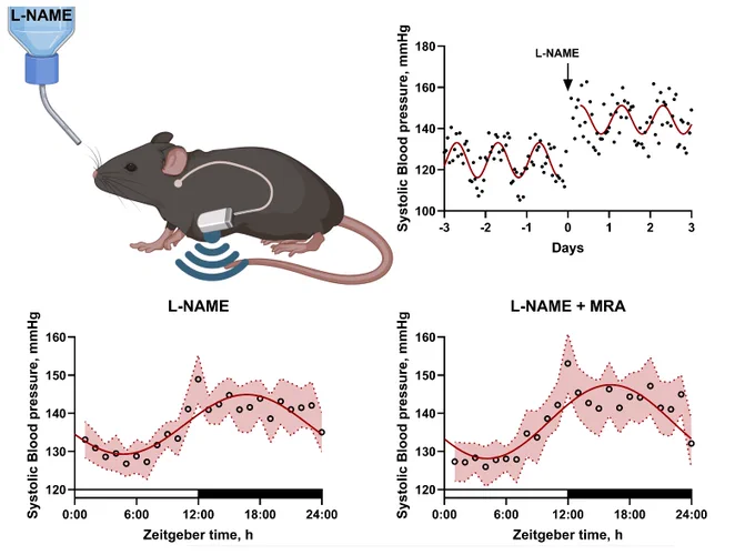 In hypertensive mice, MRAs did not restore a normal dipping pattern or alter 24h BP rhythms. What does this mean for targeting circadian dynamics in hypertension?