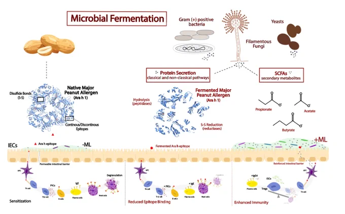 Simplified diagram illustrating the potential routes by which fermentation with GRAS microorganisms may mitigate or modulate allergenic responses to fermented peanut products. Fermentation-derived microbial enzymes and metabolites can alter allergenic proteins and influence immune pathways through effects on intestinal epithelial cells (IECs) and the mucosal lumen (ML). 