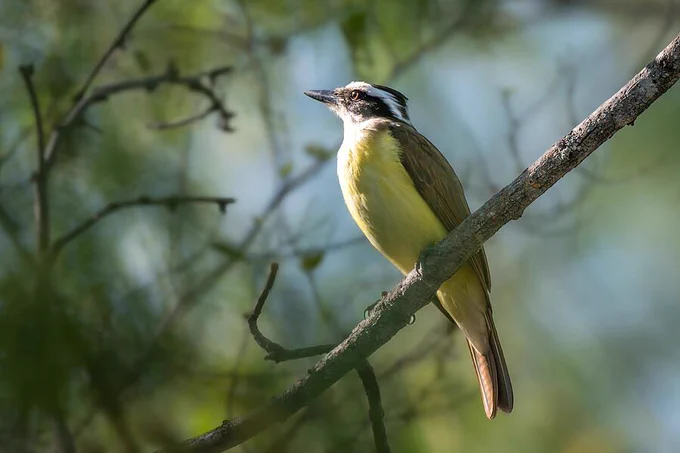 A small bird with a white and yellow breast sits on a tree branch. The background is a soft focus of green foliage.  ©Debra Martz, All Rights Reserved
