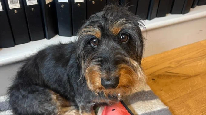 Photo of a black and tan Dachshund dog with big brown eyes, sitting on a blue and white striped dog blanket