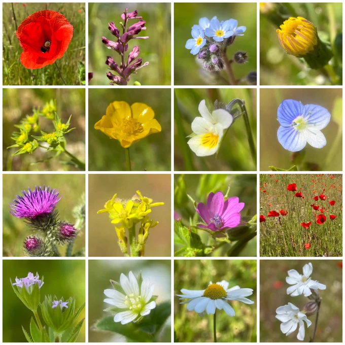 Top row: Common Poppy (Papaver rhoeas), Common Fumitory (Fumaria officinalis), Field Forget-me-not (Myosotis arvensis), Sow Thistle (Sonchus sp.)
Second row: Dwarf Spurge (Euphobia exigua), Creeping Buttercup (Ranunculus repens), Field Pansy (Viola arvensis), Common Field Speedwell (Veronica persica)
Third row: Plumeless Thistle (Carduus acanthoides), Hedge Mustard (Sisymbrium officinale), Cut-leaved Cranesbill (Geranium dissectum), Common Poppy (Papaver rhoeas)
Bottom row: Field Madder (Sherardia arvensis), Common Mouse-ear (Cerastium fontanum), Oxeye Daisy (Leucanthemum vulgare), White Campion (Silene latifolia)
