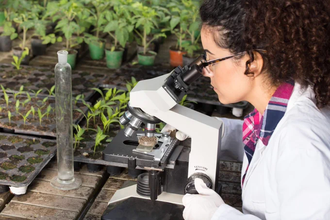 An evolutionary researcher examines a soil sample under a microscope