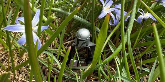 A Mandalorian Lego figure sits in a patch of grass and purple flowers on Michigan Tech’s campus. 
