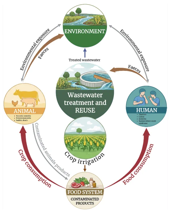 Event diagram summarizing potential routes of transfer of Clostridioides difficile and Clostridium perfringens fromwastewater to consumers via foodstuffs