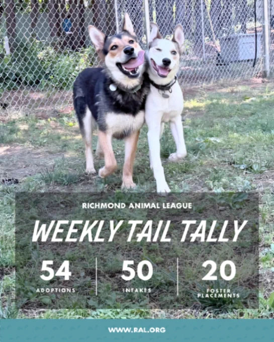Two smiling dogs side-by-side in the play yard; text overlay reads "Richmond Animal League weekly Tail tally: 54 adoptions, 50 intakes, 20 foster placements. www.ral.org"