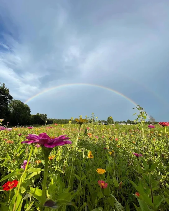 A colorful wildflower field stretches under a bright sky with a rainbow arching overhead.