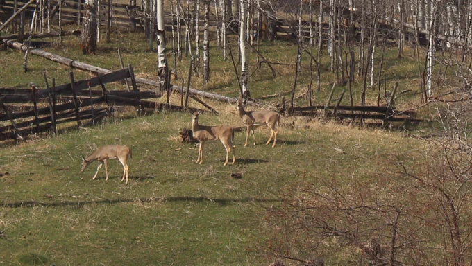 Whitetail deer grazing on a hillside.