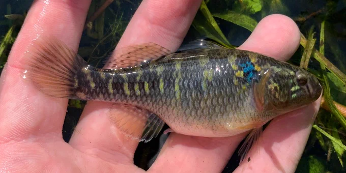 a beautiful fish with a blue spot behind its gill cover in a hand over aquatic vegetation